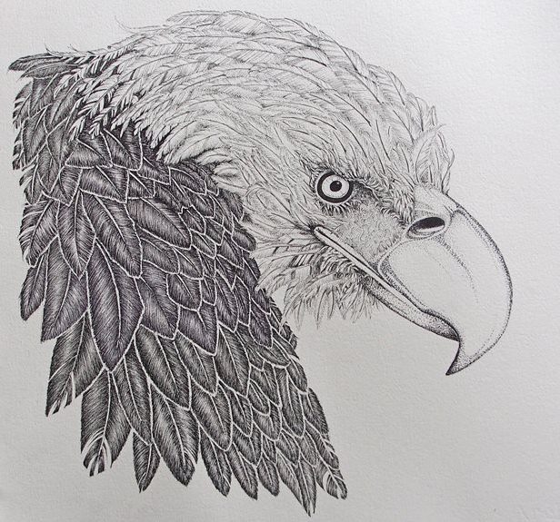 April Reeves Fine Art Print Bald Eagle